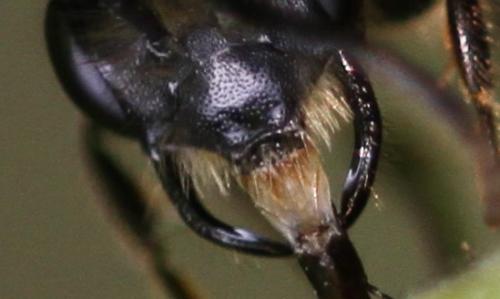 Andrena sp.